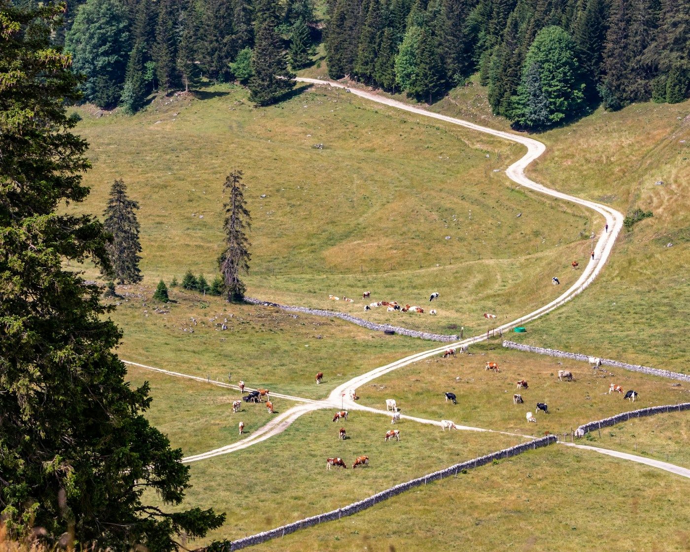 Pâturage boisé et troupeau dans le Jura