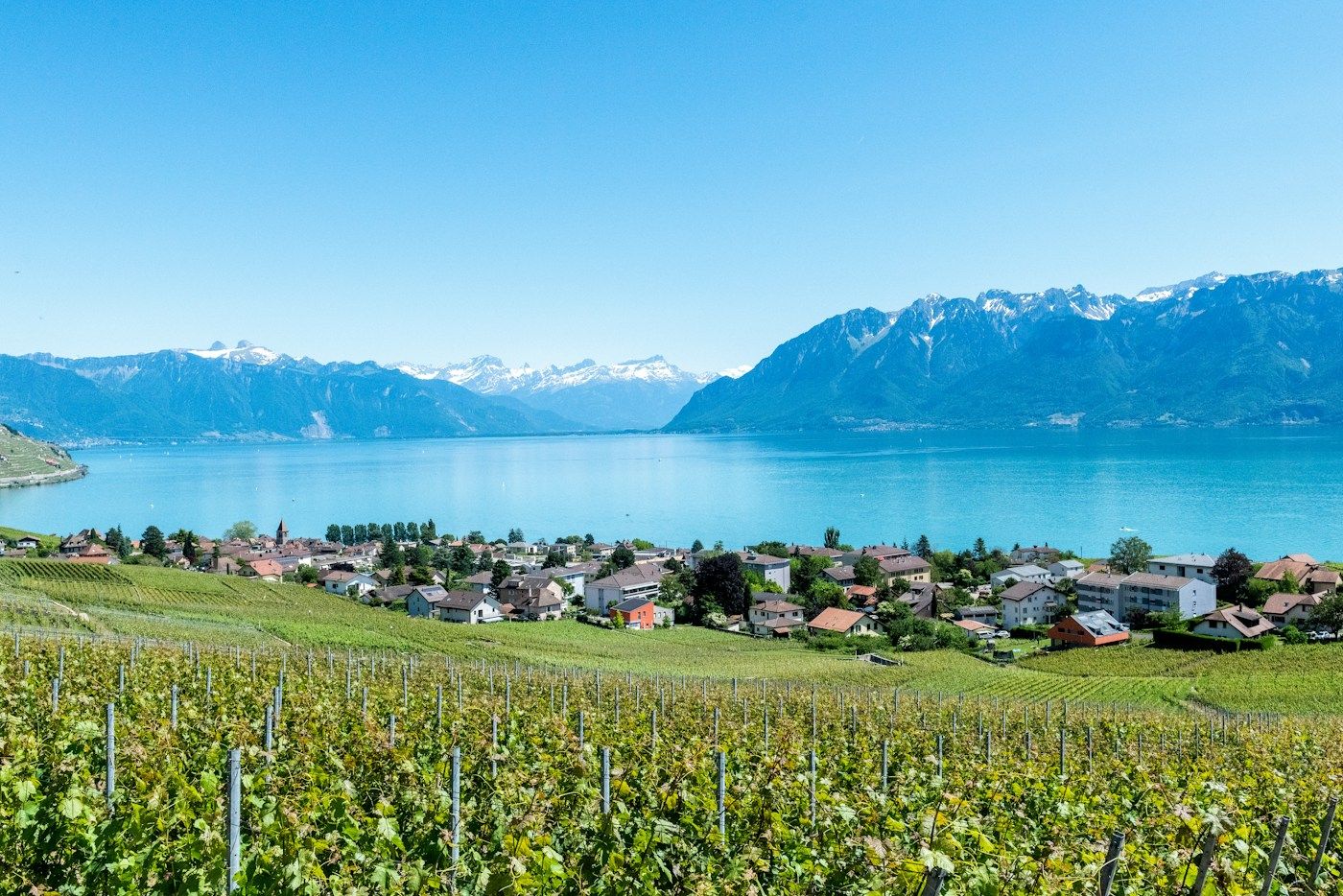 Vignes en terrasses du Lavaux au-dessus du lac Léman, canton de Vaud